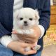 Maltese Puppies for sale in 90055 Manion Dr, Warrenton, OR 97146, USA. price: NA