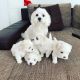 Maltese Puppies for sale in Saskatchewan Dr, Louisville, KY 40219, USA. price: $700