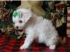 Maltese Puppies for sale in Toronto, OH 43964, USA. price: $500