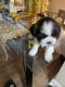 Maltese Puppies for sale in Kissimmee, FL, USA. price: $2,000