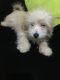 Maltese Puppies for sale in Boston, MA, USA. price: $500