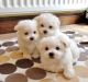 Maltese Puppies for sale in Seattle, WA, USA. price: $500
