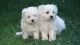 Maltese Puppies for sale in Atlanta, GA, USA. price: $510