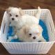 Maltese Puppies for sale in Chicago Heights, IL, USA. price: NA