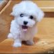Maltese Puppies for sale in Minot, ND, USA. price: NA