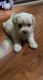 Maltese Puppies for sale in Arlington, TX, USA. price: $700