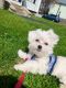 Maltese Puppies for sale in Lawrence, MA, USA. price: NA