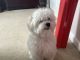 Maltese Puppies for sale in Fishers, IN, USA. price: NA