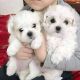 Maltese Puppies for sale in Detroit, MI, USA. price: NA