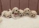 Maltese Puppies for sale in Van Nuys, Los Angeles, CA, USA. price: NA