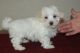 Maltese Puppies for sale in Louisville, KY 40214, USA. price: $600