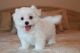 Maltese Puppies for sale in St Paul, MN 55118, USA. price: $600
