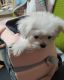 Maltese Puppies for sale in Forestville, MD, USA. price: NA