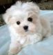 Maltese Puppies for sale in United States Air Force, Raf Mildenhall, Bury Saint Edmunds IP28 8NF, UK. price: 1 GBP