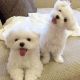 Maltese Puppies for sale in United States Air Force, Raf Mildenhall, Bury Saint Edmunds IP28 8NF, UK. price: 1 GBP