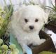 Maltese Puppies for sale in Burbank, CA, USA. price: NA