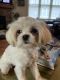 Maltese Puppies for sale in Candler, NC 28715, USA. price: $2,500