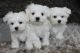 Maltese Puppies for sale in Birmingham, AL, USA. price: $600