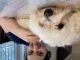 Maltese Puppies for sale in Indian Trail, NC, USA. price: $1,500