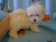 Maltese Puppies for sale in California City, CA, USA. price: $300