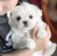 Maltese Puppies for sale in North Pole, AK 99705, USA. price: $300
