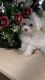 Maltese Puppies for sale in Sacramento, CA, USA. price: $575