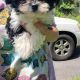 Maltese Puppies for sale in 1442 Leeland Dr, Kingsport, TN 37660, USA. price: NA