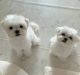 Maltese Puppies for sale in Detroit, MI, USA. price: $300