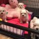 Maltese Puppies for sale in Detroit Riverwalk, Detroit, MI, USA. price: $300