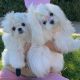 Maltese Puppies for sale in Bloomfield Hills Dr, South Bloomfield, OH 43103, USA. price: $300