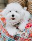 Maltese Puppies for sale in Livonia, MI, USA. price: NA