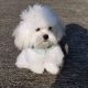 Maltese Puppies for sale in Rochester Hills Dr, Rochester Hills, MI 48309, USA. price: NA