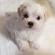 Maltese Puppies for sale in 53 Eldred St, Lexington, MA 02420, USA. price: NA