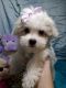 Maltese Puppies for sale in Franklinton, LA 70438, USA. price: NA
