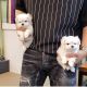 Maltese Puppies for sale in Florida City, FL, USA. price: NA