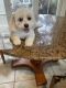 Maltese Puppies for sale in 22802 Courtland Park Dr, Ashburn, VA 20148, USA. price: $1,000