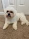 Maltese Puppies for sale in Palm Bay, FL, USA. price: NA