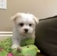 Maltese Puppies for sale in Albuquerque, NM, USA. price: $700