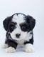 Maltese Puppies for sale in Mysuru, Karnataka, India. price: 50000 INR