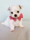 Maltese Puppies for sale in Fairfax, VA, USA. price: NA