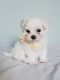 Maltese Puppies for sale in Fairfax, VA, USA. price: NA