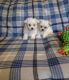 Maltese Puppies for sale in Waldron, AR 72958, USA. price: $950