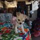Maltese Puppies for sale in Phoenix, AZ, USA. price: NA