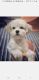 Maltese Puppies for sale in Bergen County, NJ, USA. price: NA
