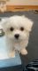 Maltese Puppies for sale in Tinley Park, IL, USA. price: $1,500