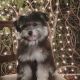 Malti-Pom Puppies for sale in Fort Lauderdale, FL 33325, USA. price: NA