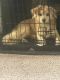 Malti-Pom Puppies for sale in Lawrenceville, GA 30044, USA. price: NA