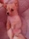 Malti-Pom Puppies for sale in South Amherst, OH 44001, USA. price: $400