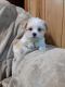 Malti-Pom Puppies for sale in Moselle, MS 39459, USA. price: NA