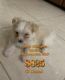 Malti-Pom Puppies for sale in Miramar, FL, USA. price: $825